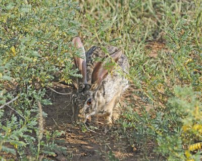 Hare, Scrub-010813-Samburu National Reserve, Kenya-#1054.jpg