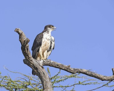 Gallery of African Hawk-Eagle