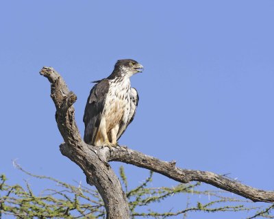 Hawk-Eagle, African-010813-Samburu National Reserve, Kenya-#1151.jpg