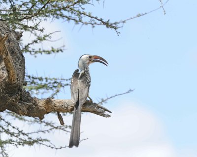 Hornbill, Red-billed-010813-Samburu National Reserve, Kenya-#1856.jpg