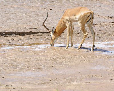 Impala, Ram, drinking-010813-Samburu National Reserve, Kenya-#1703.jpg