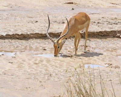 Impala, Ram, drinking-010813-Samburu National Reserve, Kenya-#3007.jpg