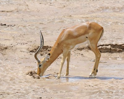 Impala, Ram, drinking-010813-Samburu National Reserve, Kenya-#3023.jpg