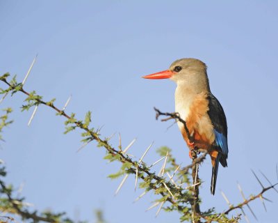 Kingfisher, Grey-headed-010813-Samburu National Reserve, Kenya-#4098.jpg