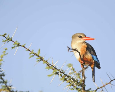 Kingfisher, Grey-headed-010813-Samburu National Reserve, Kenya-#4111.jpg