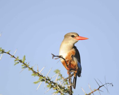 Kingfisher, Grey-headed-010813-Samburu National Reserve, Kenya-#4114.jpg