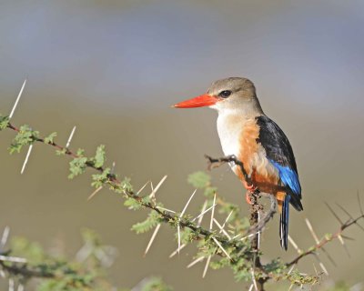 Kingfisher, Grey-headed-010813-Samburu National Reserve, Kenya-#4172.jpg