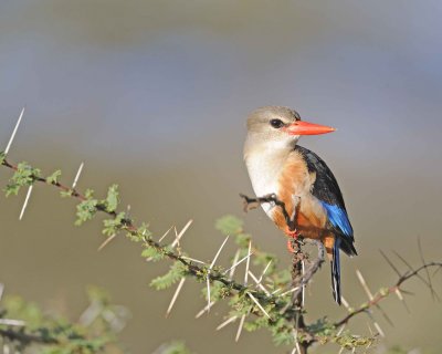 Kingfisher, Grey-headed-010813-Samburu National Reserve, Kenya-#4195.jpg