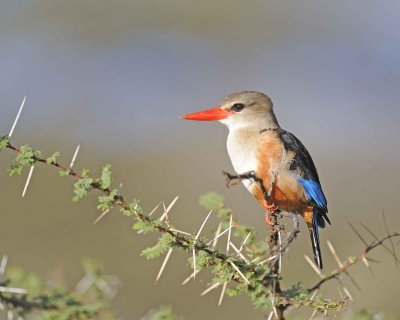 Kingfisher, Grey-headed-010813-Samburu National Reserve, Kenya-#4264.jpg