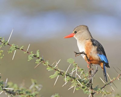 Kingfisher, Grey-headed-010813-Samburu National Reserve, Kenya-#4456.jpg