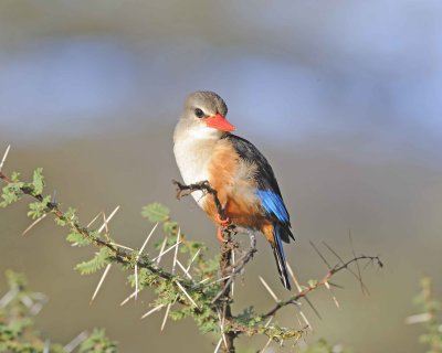 Kingfisher, Grey-headed-010813-Samburu National Reserve, Kenya-#4480.jpg