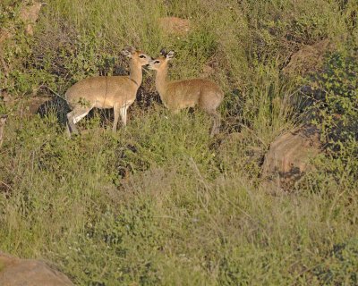 Klipspringer, Ewe & Lamb-010813-Samburu National Reserve, Kenya-#0243.jpg