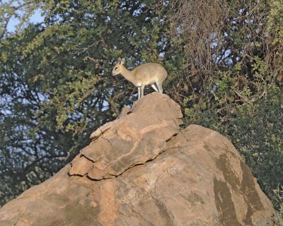 Klipspringer, Ewe-010813-Samburu National Reserve, Kenya-#0541.jpg
