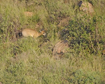 Klipspringer, Lamb-010813-Samburu National Reserve, Kenya-#0258.jpg