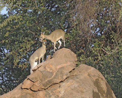 Klipspringer, Ram & Ewe-010813-Samburu National Reserve, Kenya-#0656.jpg
