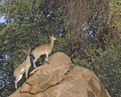 Klipspringer, Ram & Ewe-010813-Samburu National Reserve, Kenya-#0742.jpg