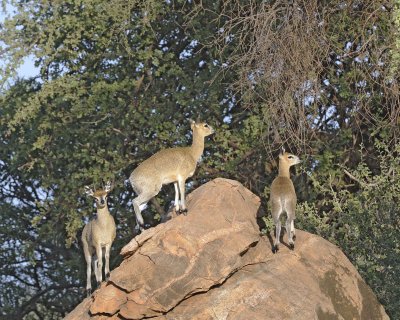 Klipspringer, Ram, Ewe & Lamb-010813-Samburu National Reserve, Kenya-#0791.jpg