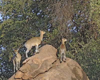 Klipspringer, Ram, Ewe & Lamb-010813-Samburu National Reserve, Kenya-#0800.jpg