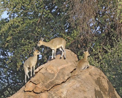 Klipspringer, Ram, Ewe & Lamb-010813-Samburu National Reserve, Kenya-#0817.jpg