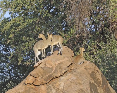 Klipspringer, Ram, Ewe & Lamb-010813-Samburu National Reserve, Kenya-#0846.jpg