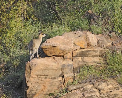 Klipspringer, Ram-010813-Samburu National Reserve, Kenya-#0445.jpg