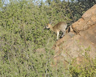 Klipspringer, Ram-010813-Samburu National Reserve, Kenya-#0629.jpg