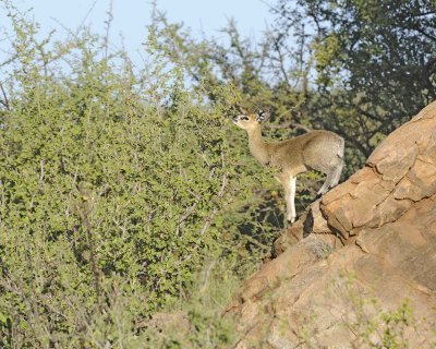 Klipspringer, Ram-010813-Samburu National Reserve, Kenya-#0654.jpg