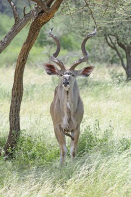 Kudu, Greater, w Oxpecker-010813-Samburu National Reserve, Kenya-#3206.jpg