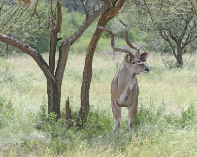 Kudu, Greater-010813-Samburu National Reserve, Kenya-#3121.jpg