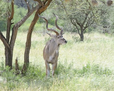 Kudu, Greater-010813-Samburu National Reserve, Kenya-#3136.jpg