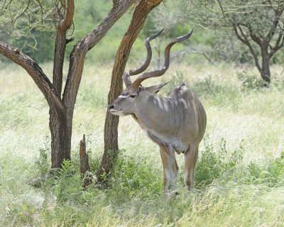 Kudu, Greater-010813-Samburu National Reserve, Kenya-#3228.jpg