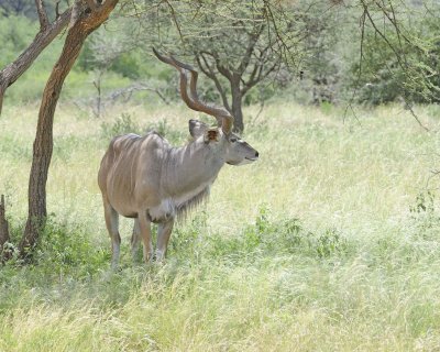 Kudu, Greater-010813-Samburu National Reserve, Kenya-#3262.jpg