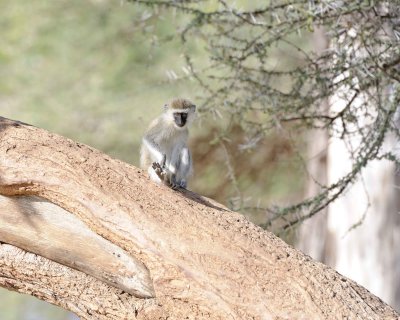 Monkey, Black-Faced Vervet-010813-Samburu National Reserve, Kenya-#1180.jpg