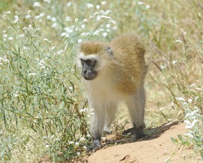 Monkey, Black-Faced Vervet-010813-Samburu National Reserve, Kenya-#1799.jpg