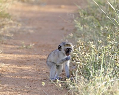 Monkey, Black-Faced Vervet-010813-Samburu National Reserve, Kenya-#4087.jpg