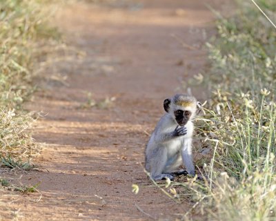 Monkey, Black-Faced Vervet-010813-Samburu National Reserve, Kenya-#4091.jpg
