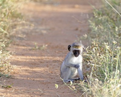 Monkey, Black-Faced Vervet-010813-Samburu National Reserve, Kenya-#4095.jpg