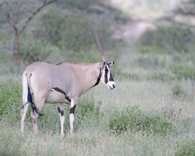 Oryx-010813-Samburu National Reserve, Kenya-#4732.jpg