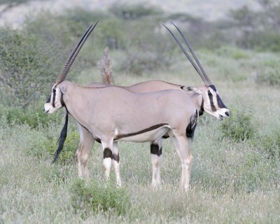 Oryx-010813-Samburu National Reserve, Kenya-#4751.jpg