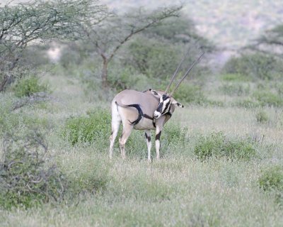 Oryx-010813-Samburu National Reserve, Kenya-#4767.jpg