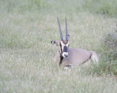 Oryx-010813-Samburu National Reserve, Kenya-#4775.jpg