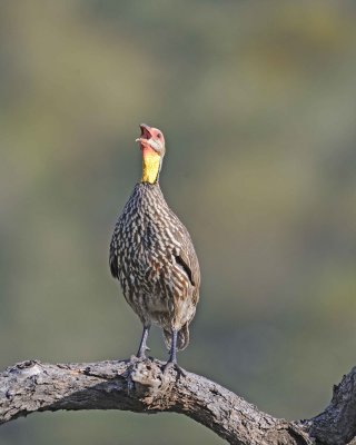 Spurfowl, Yellow-necked, calling-010813-Samburu National Reserve, Kenya-#0933.jpg