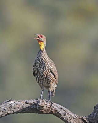 Spurfowl, Yellow-necked, calling-010813-Samburu National Reserve, Kenya-#0940.jpg