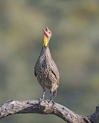 Spurfowl, Yellow-necked, calling-010813-Samburu National Reserve, Kenya-#0941.jpg