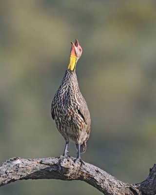 Spurfowl, Yellow-necked, calling-010813-Samburu National Reserve, Kenya-#0942.jpg