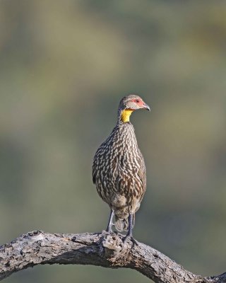 Spurfowl, Yellow-necked-010813-Samburu National Reserve, Kenya-#0909.jpg