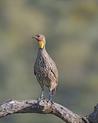 Gallery of Yellow-necked Spurfowl