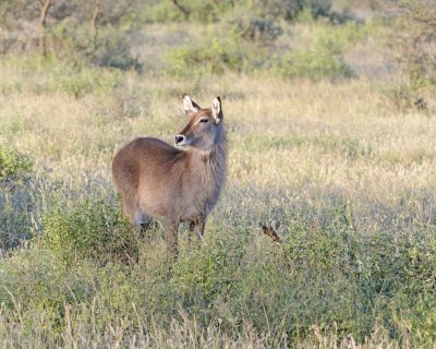 Waterbuck, Ewe-010813-Samburu National Reserve, Kenya-#4651.jpg