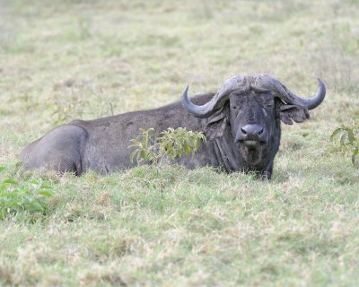 Buffalo, Cape-010913-Lake Nakuru National Park, Kenya-#0567.jpg