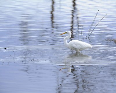 Gallery of Great White Egret